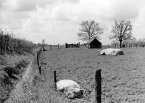841050 Gezicht op het weiland naast de boerderij Overeind 47 te Schalkwijk (gemeente Houten), met enkele varkens.